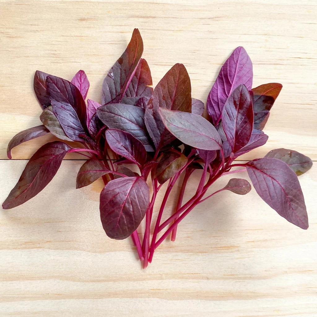Red Amaranth